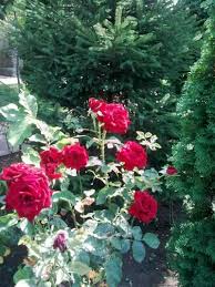 Sfintire manastirea adormirea maicii domnului bucuresti p1. Https Jenita Ro Manastirea Adormirea Maicii Domnului Din Bucuresti