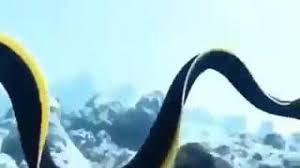 Selain menjadi inspirasi kepada pembuatan span cuci. Haiwan Pelik Di Dasar Laut Youtube