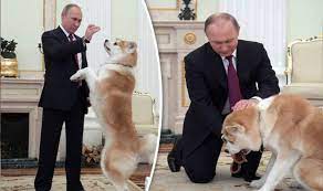 If there are no recalls listed in this section, we have not yet reported any events. Vladimir Putin Russian Leader Makes Strict Guard Dog Beg For Treat World News Express Co Uk