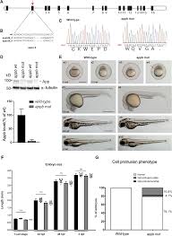 Here, we will hook you up with a number of coloring sheets of adult people's pictures. Amyloid Precursor Protein B Facilitates Cell Adhesion During Early Development In Zebrafish Scientific Reports