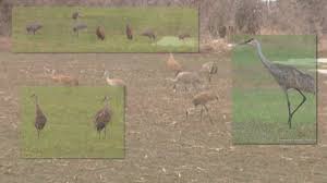 We did not find results for: State Senator S Resolution Seeks To Make Sandhill Cranes A Game Species Wzzm13 Com
