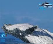Five Islands Nature Reserve Eco Tour- Whales...