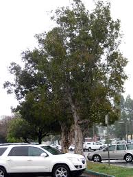 Image result for Melaleuca quinquenervia