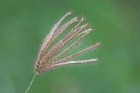 Image result for Chloris pycnothrix