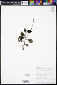 Image result for Peperomia fernandopoiana