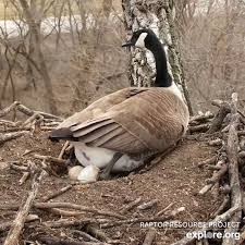 How Many Eggs Do Domestic Geese Lay A Year? - Learnpoultry