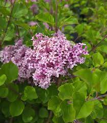 Image result for Syringa meyeri ´Palibin