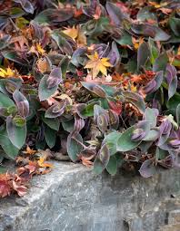 Image result for Tradescantia