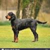 Advertise, sell, buy and rehome gordon setter dogs and puppies with pets4homes. Https Encrypted Tbn0 Gstatic Com Images Q Tbn And9gcswwdtnainkwca1nwok1gvn00lu487dpulrlfubgixy Xermyzl Usqp Cau