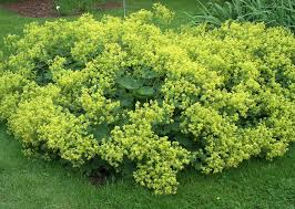 Image result for Alchemilla microbetula