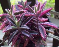 Kalanchoe Pink Butterflies Great Valentines Gift By Woollyrose 9 99 Planting Succulents Succulent Gardening Cacti And Succulents