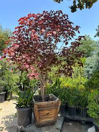 Image result for Euphorbia cotinifolia