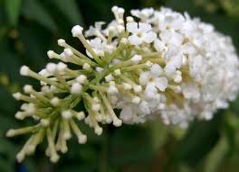 Image result for Buddleja dysophylla