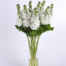 Image result for Matthiola