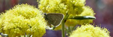 Image result for Satyrium flavum