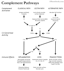 Image result for Complement Pathway