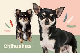 Male chihuahua, vians big mac attack, nicknamed mac—he is a very lovely black and tan short coat with a perfect apple head. Chihuahua Information Characteristics Daily Paws