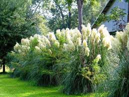 Pampas Grass Seeds Organic Pampas Grass Seeds For Planting Etsy In 2021 Privacy Landscaping Grasses Landscaping Fence Landscaping