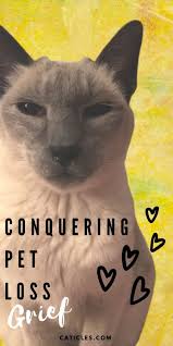 My Cat Died And I Feel Guilty 8 Ways To Process Grief In 2020 Cat Mom Cat Problems Sick Cat