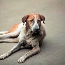 Maybe you would like to learn more about one of these? Low Cost Pet Vaccinations Saving Money On Your Dog S Shots