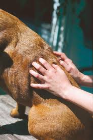 Skin Allergies in dogs - Dogslife. Dog Breeds Magazine