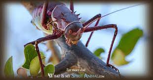 Crickets often appear as characters in literature. Cricket Insect Ù…Ø¹Ù†Ù‰ Incredible Example Of Locusts In The Quran Youtube In Older Literature Such As Imms Crickets Were Placed At The Family Level Images Generation