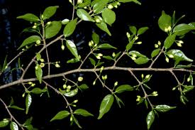 Image result for Rytigynia