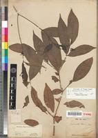 Image result for Tabernanthe