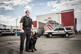 Please join us in congratulating K9 Meiko