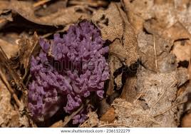 Image result for Cyperus zollingeri