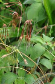 Image result for Pelargonium alchemilloides