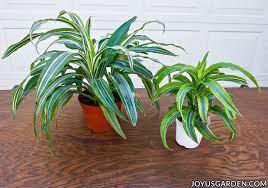 Autotune is too much fun lol 2. How To Repot Dracaena Lemon Lime Joy Us Garden