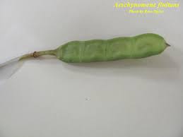 Image result for Aeschynomene afraspera