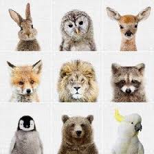 Animal Family Animals Kids Room Different Seasons