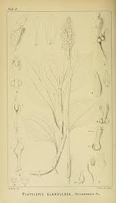 Image result for Platylepis glandulosa