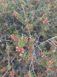 Image result for Cnestis polyphylla