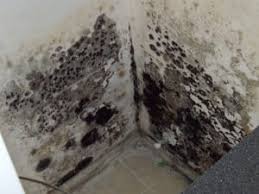 One of the first steps in the prevention of basement mold is to ensure that your basement is free of any moisture and doesn't support a damp, humid environment where mold can thrive. How To Remove Mold Black Mold In Basement