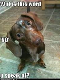 50 Funniest Dachshund Memes