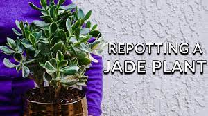 Jade Plants Do Great In Containers Here S What You Need To Know About Repotting Jade Plants Including When The Steps To Tak In 2020 Jade Plants Plants Succulents Diy