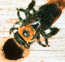 They came back and bored holes a couple inches away this spring. Carpenter Bee