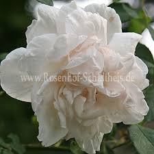 Check spelling or type a new query. Mme Alfred Carriere Rosen Online Kaufen Im Rosenhof Schultheis Rosen Online Kaufen Im Rosenhof Schultheis