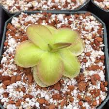 Image result for Launaea rogersii