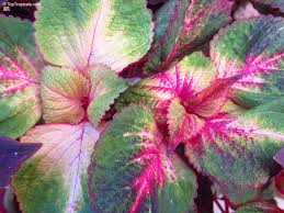Image result for Coleus scutellarioides