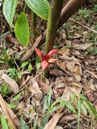 Image result for Aframomum angustifolium