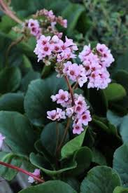 Image result for Buchnera crassifolia