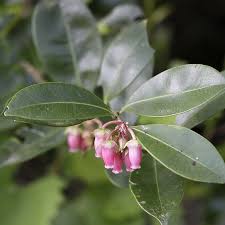 Image result for Rawsonia lucida