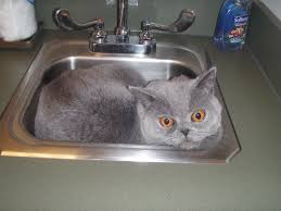 go away! im trying to sleep in my sink