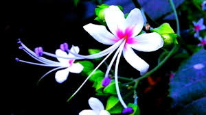 Whatsapp dp profile pictures collection now in this post i am shared with you the best collection of whatsapp dp pic now check this collection. Profile Picture Flowers Profile Picture Flowers Images Whatsapp Profile Picture Youtube