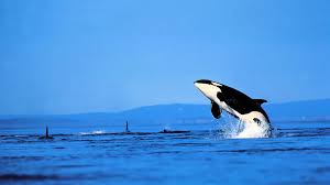 Orca Wallpapers Top Free Orca Backgrounds Wallpaperaccess Find the best orca wallpaper on wallpapertag.