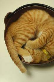 Untitled Cat Sleeping Positions Cats Cat Sleeping